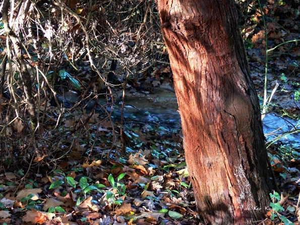 Bois des moutiers fall 2012 (46)